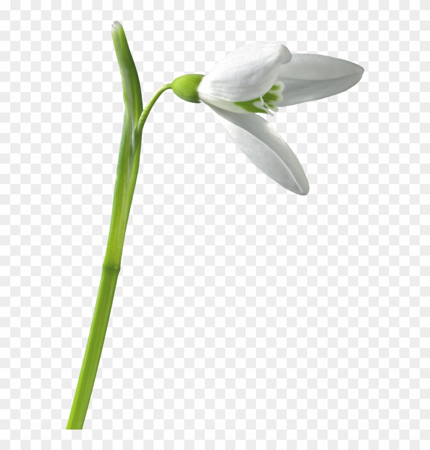 Snowdrops - Przebisniegi Png #1320988