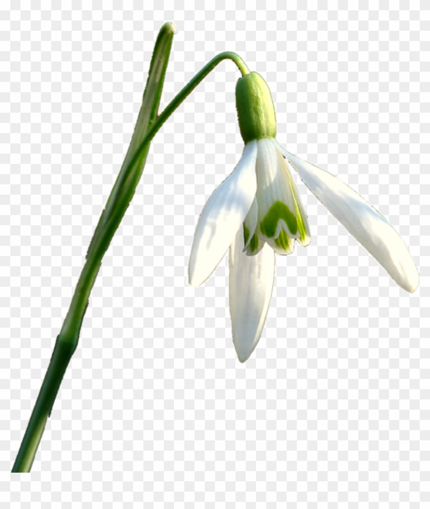 Kleines Schneeglöcken - Snowdrop Png #1320993