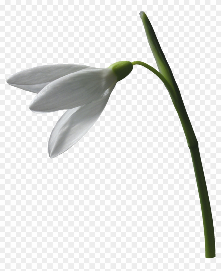 Snowdrop Flower Plant Leucojum Vernum Clip Art - Clip Art #1320995