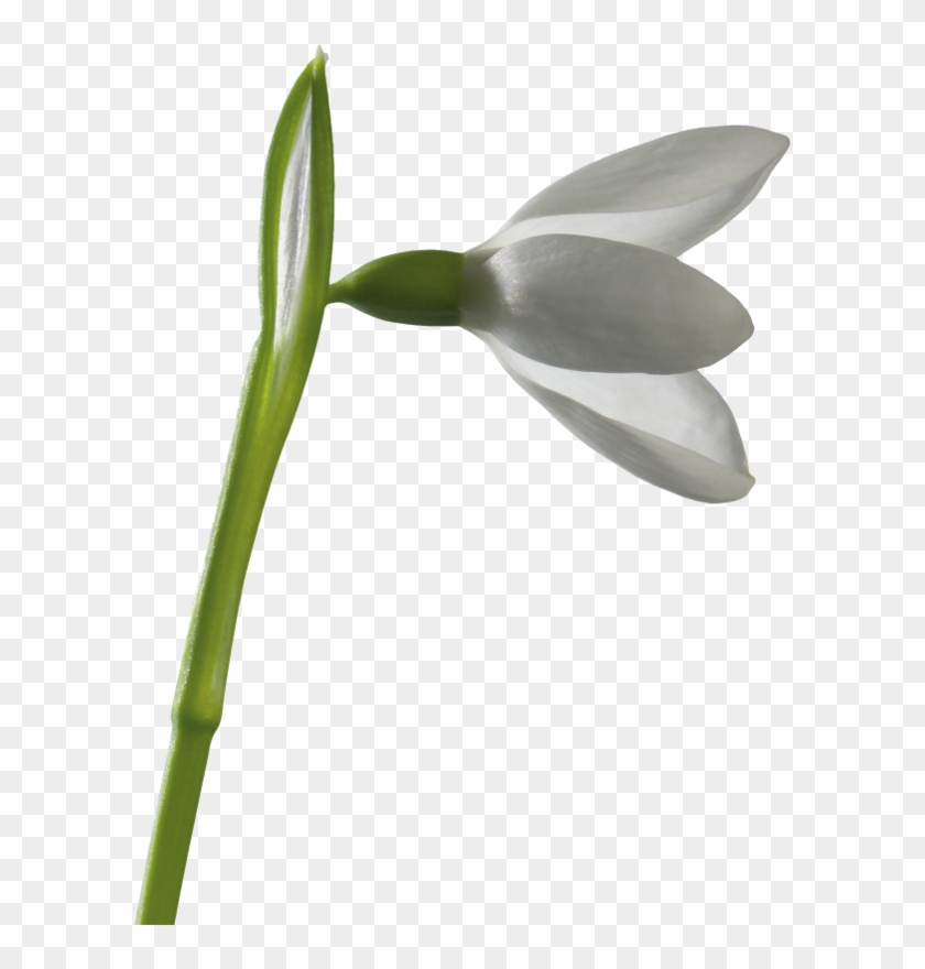 Snowdrops - User #1321001