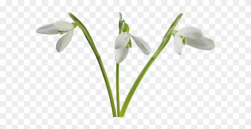 Snowdrops - Kardelen Çiçeği Png #1321003