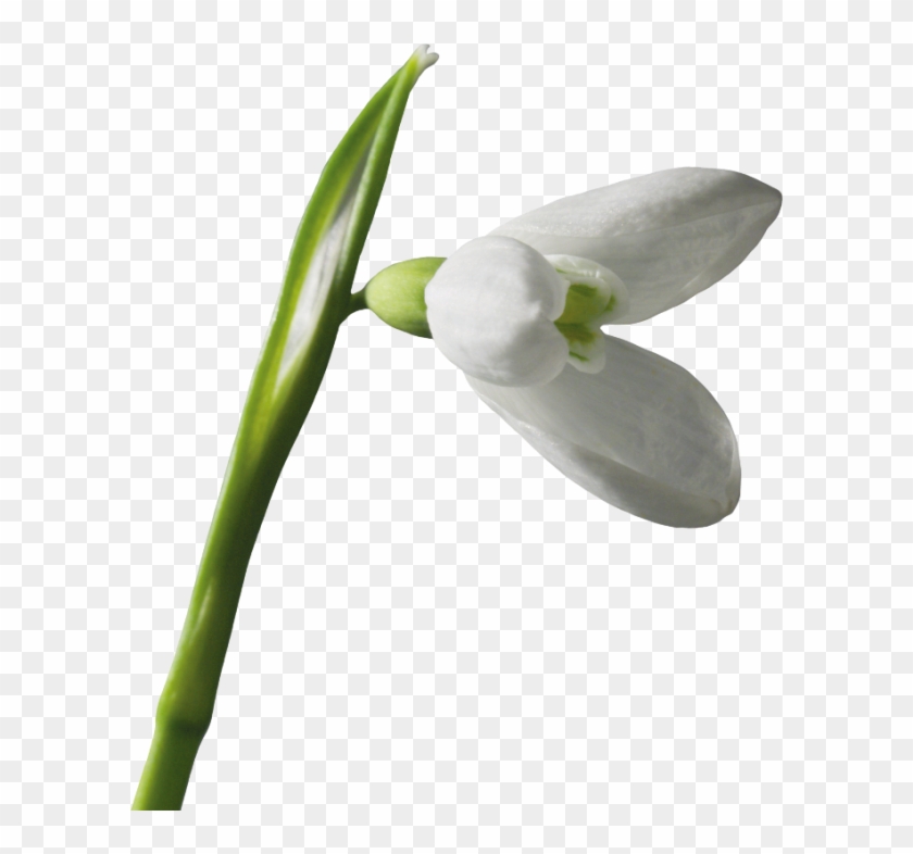 Snowdrops - User #1321007
