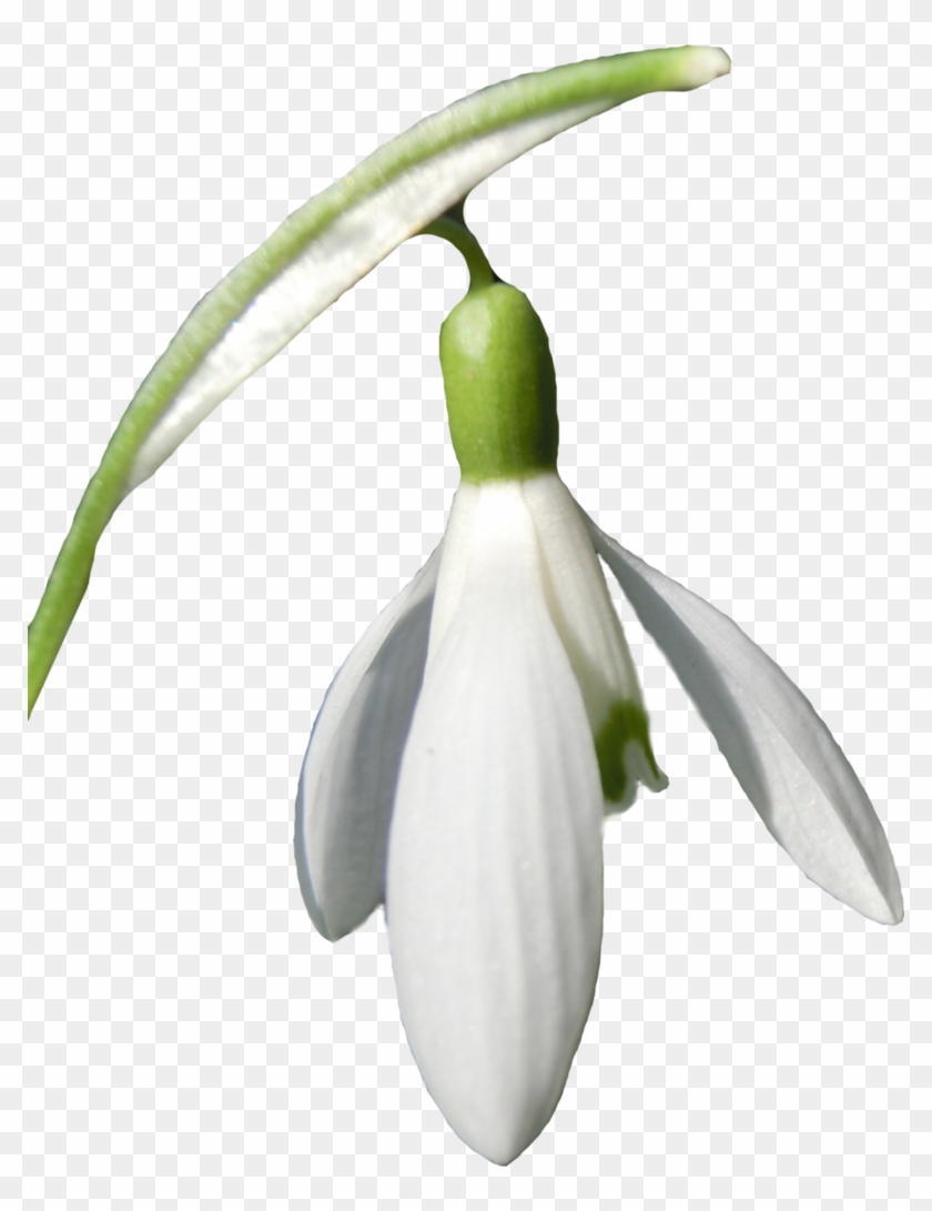 Snowdrop Png By Jeanneystock - Snowdrop Png #1321013