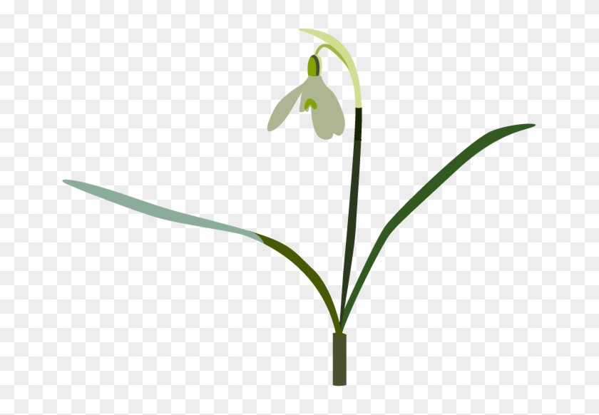 Snowdrop - Snowdrop #1321014