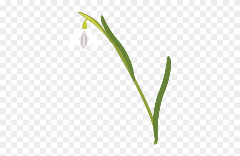 Snowdrop-null - Snowdrop #1321015