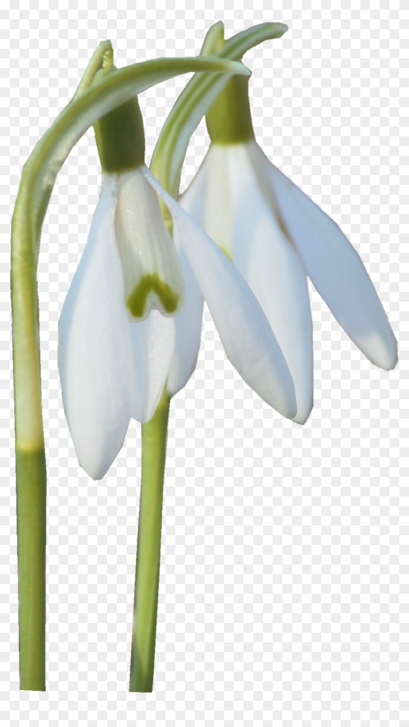 Yükle Snowdrop - Snowdrop #1321020