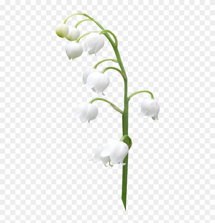 Lilies Of The Valley - Lily Of The Valley #1321031