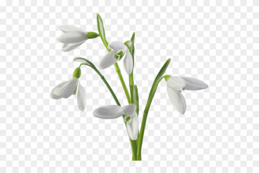 P9rpdirmkaz Q4wc7zm13yq - Snowdrops #1321032