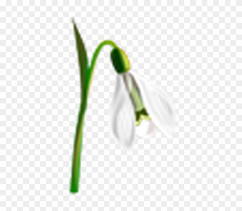 Year 5 - Snowdrop Clipart #1321041