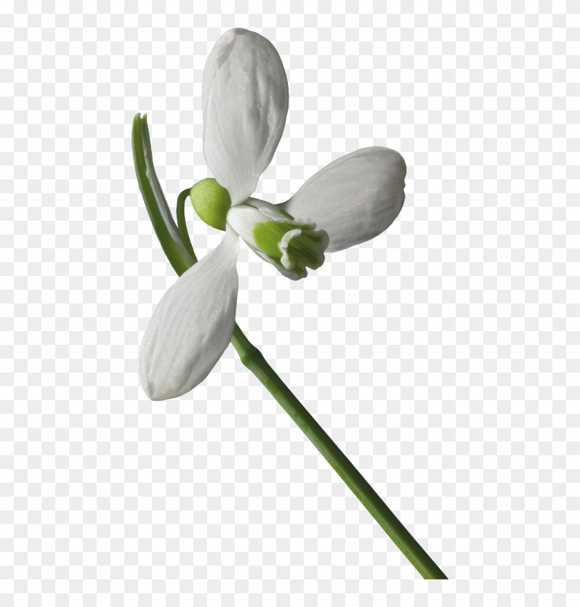 Snowdrops - User #1321046