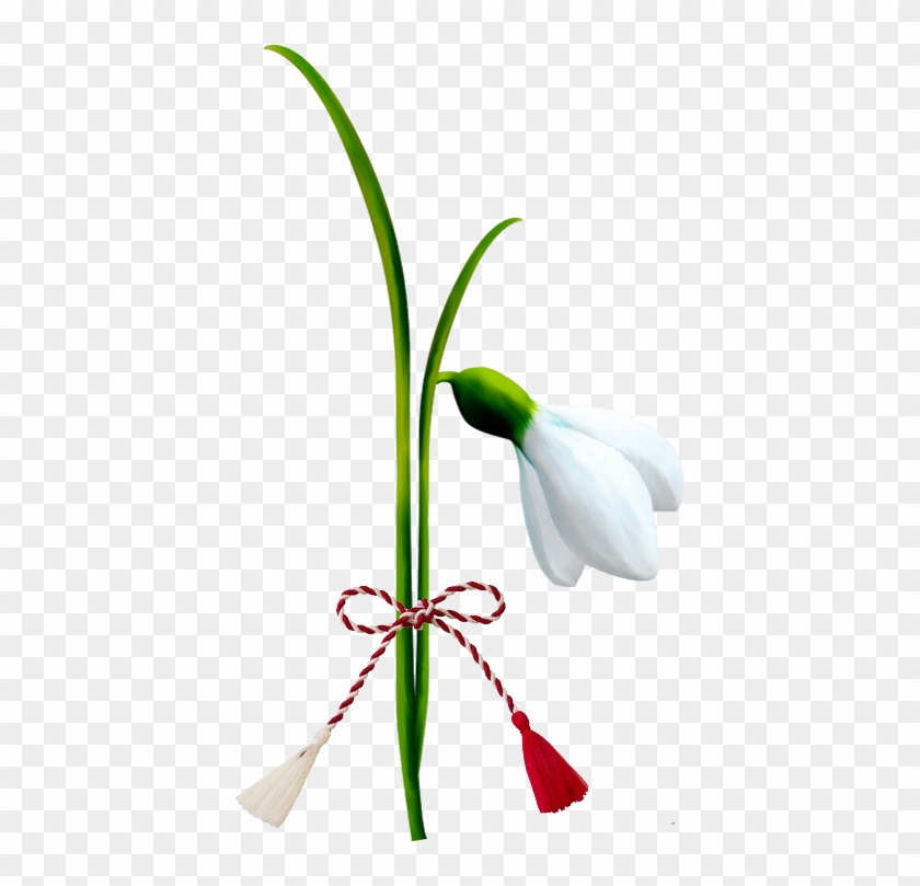 Legenda Mărţişorului - Martisor Ghiocel Png #1321047