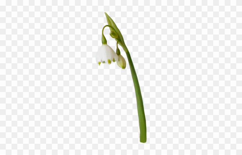 [ Img] - Snowdrop #1321049