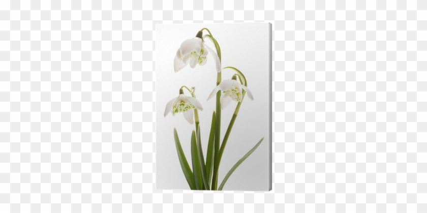 Obraz Na Plátně Snowdrop- Pružina Bílý Květ • Pixers® - Snowdrop #1321051