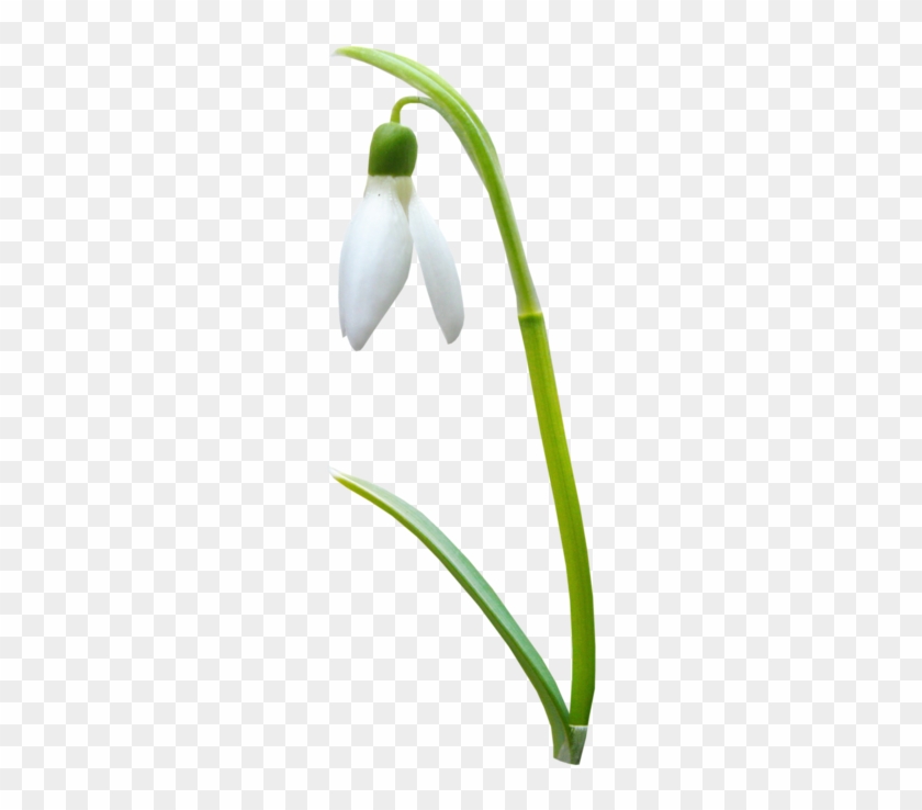 Bettiee Duckandflower El27 - Snowdrop #1321079