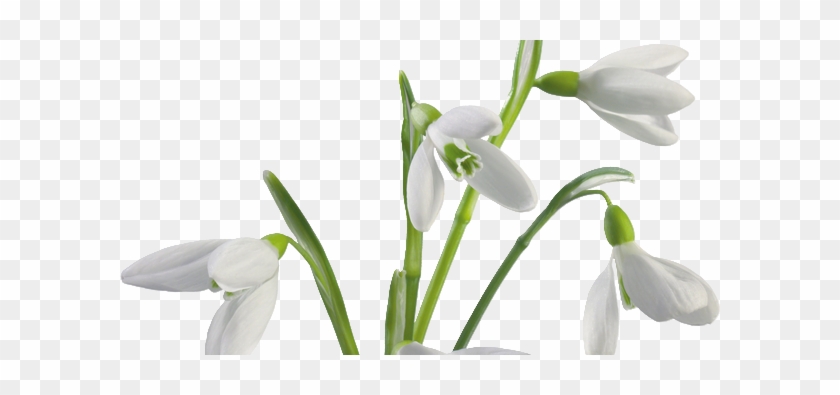Snow Drops White Background #1321100