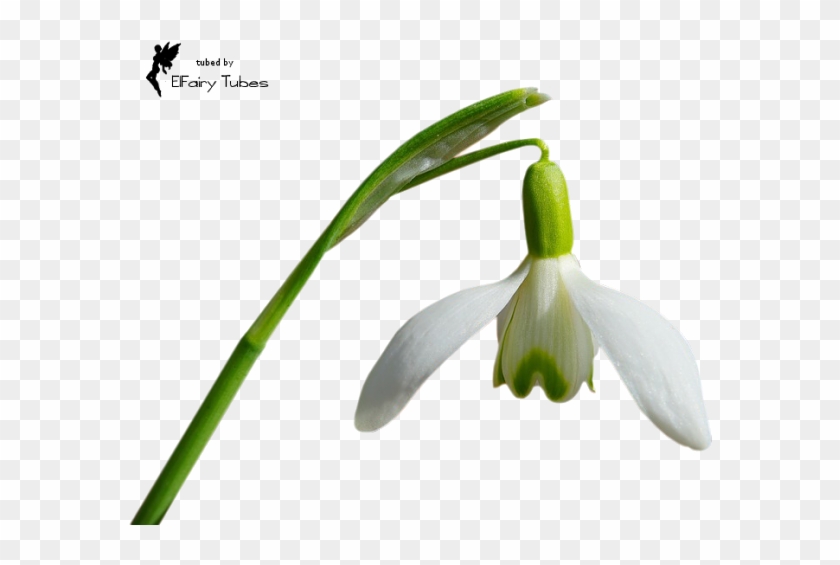 Http - //elfairypicsposers - Blogspot - Nl/p/tubes-bloemen - Snowdrop #1321110