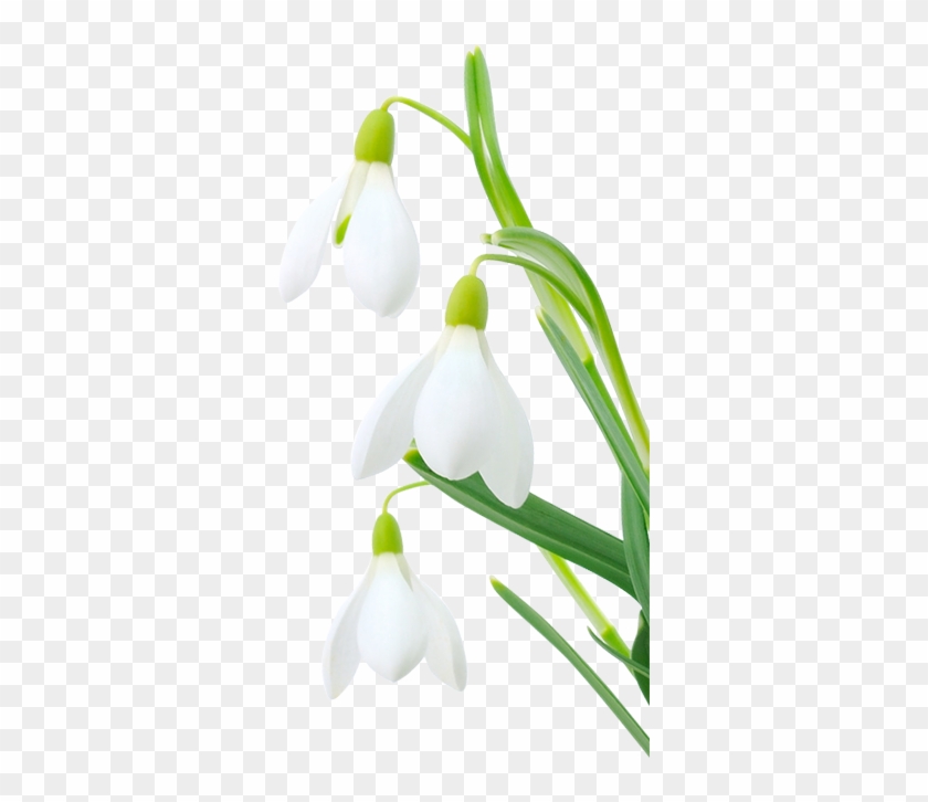 Bitte Wählen Sie Zuerst Einen Markt Aus, Um Hier Die - Snowdrop #1321113