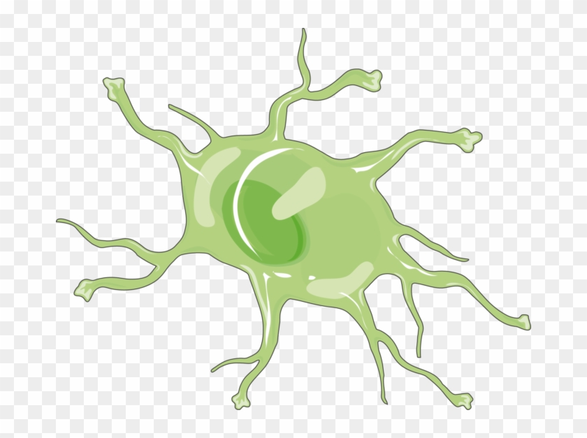 Download The Image Download The Entire Set - Astrocyte #1321754