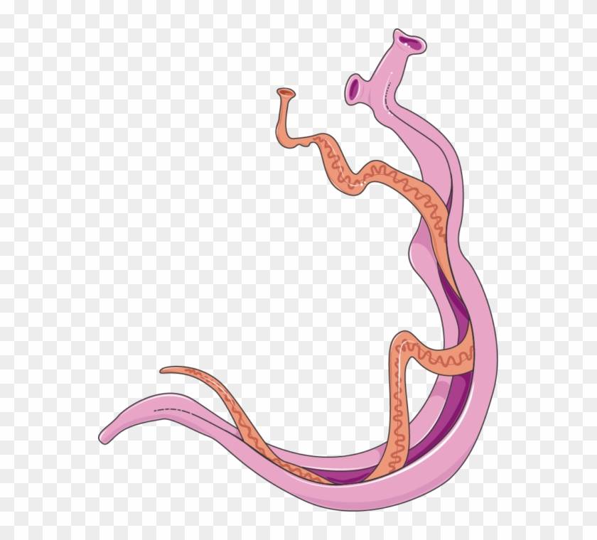 Download The Image Download The Entire Set - Schistosoma Mansoni Adults #1321768
