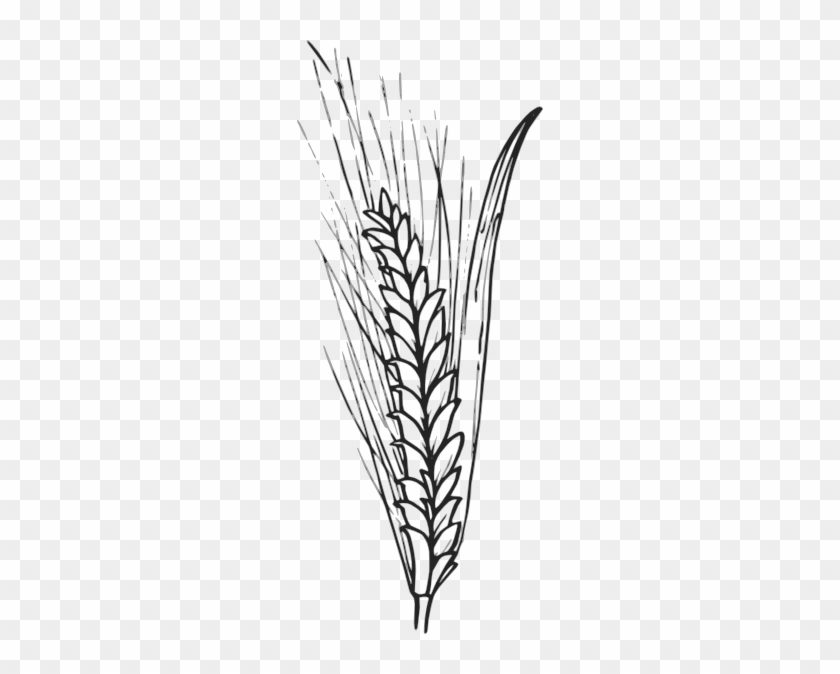 Wheat Clipart Outline - Outline Of Wheat #1321796