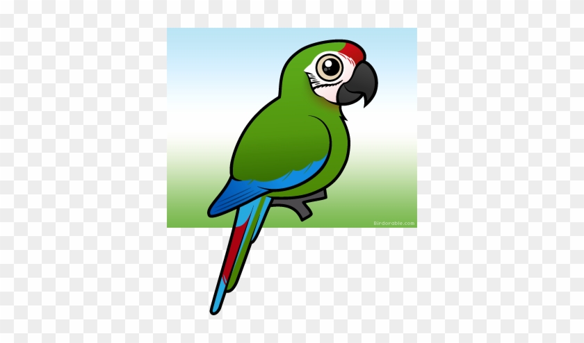 Scarlet Macaw Cartoon #1322312