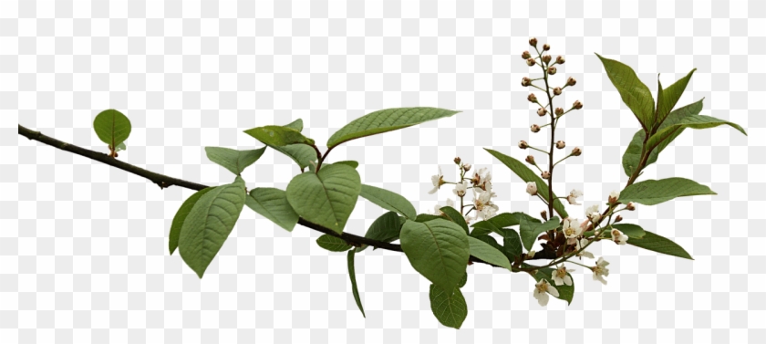 Spring Branch With Budding Flowers Png - Branch Png #1322550