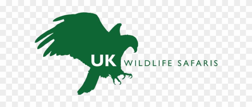 Uk Wildlife Safaris - Golden Eagle Wings #1322565