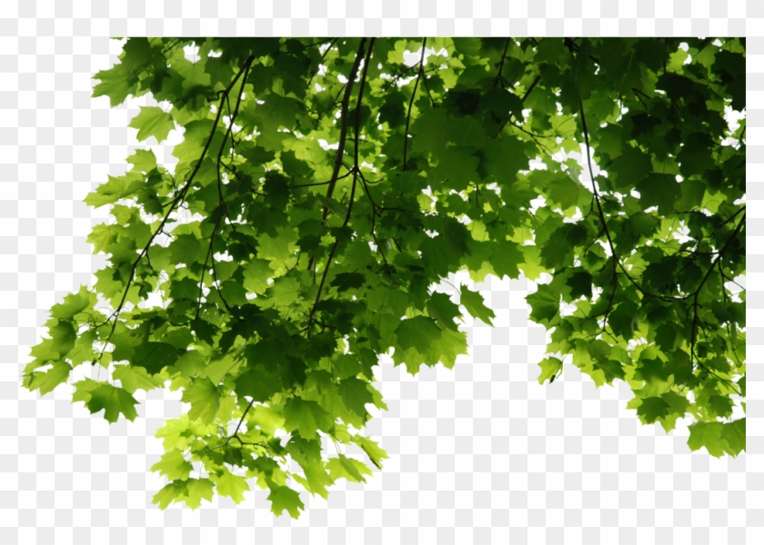Leaves Png File 1023*687 Transprent Png Free Download - Tree Leaves Png #1322583