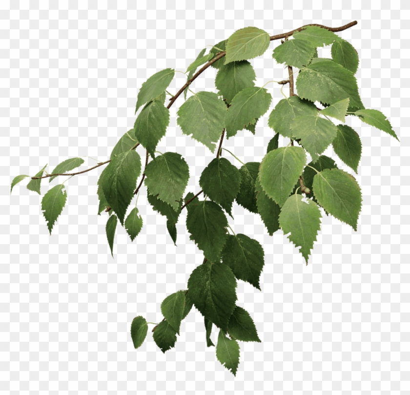 Paper Birch - Tree Paper Png #1322585