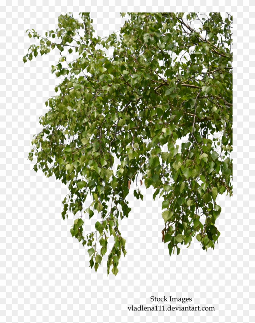 Free Tree Branch Png - Birch Tree Branches Png #1322589