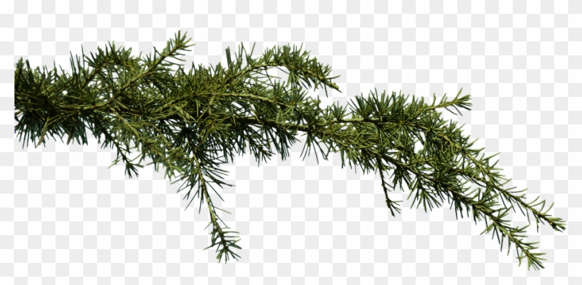 Branch Png 4, Buy Clip Art - Pine Branch Png #1322591