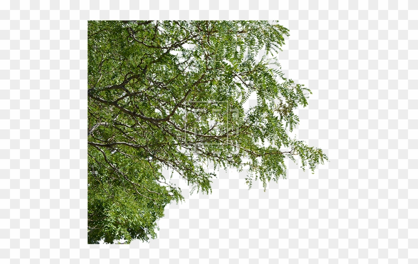Foreground Trees Png #1322592