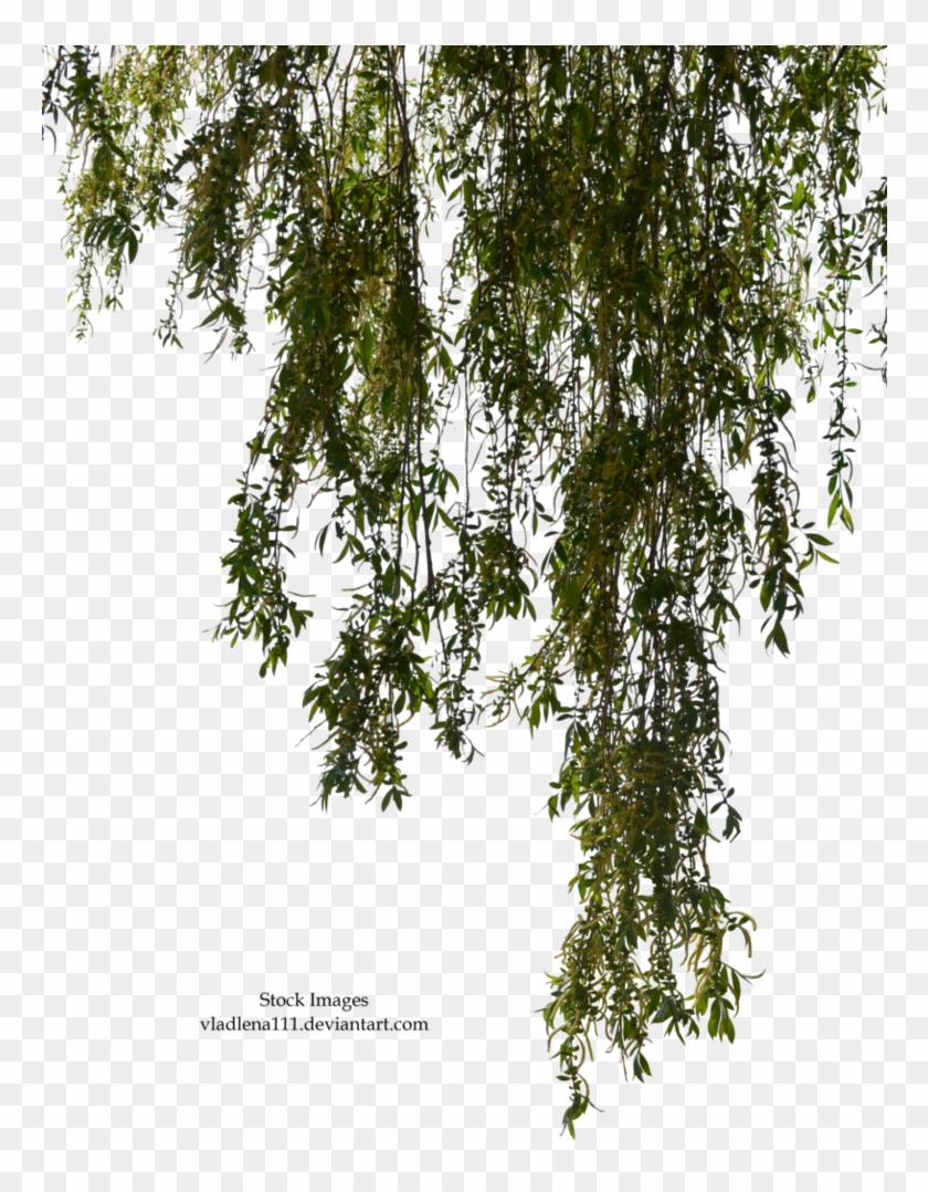 Willow Branches By Vladlena111 - Willow Tree Branches Png #1322593