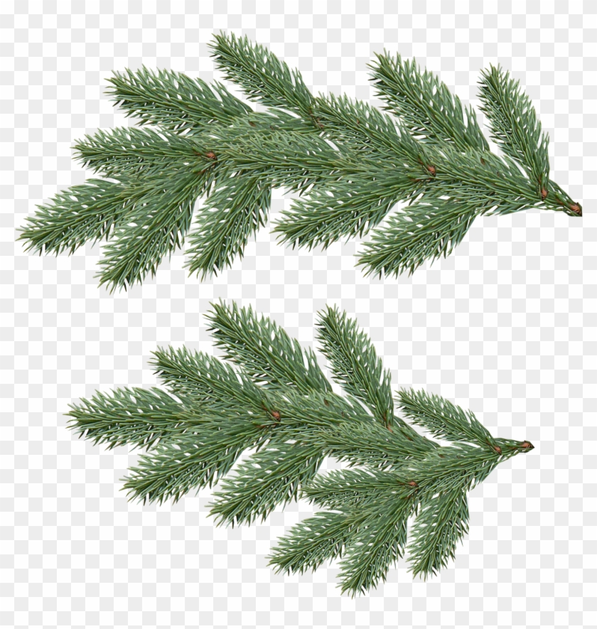 Fir-tree Png Image - Fir Png #1322596