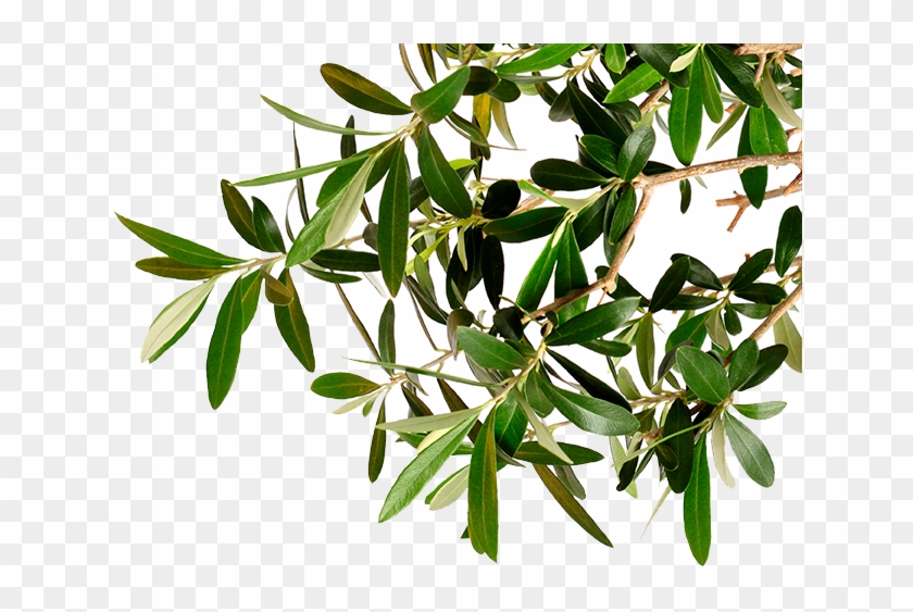 Olives On The Tree Bark - Olive Tree Branch Png #1322599