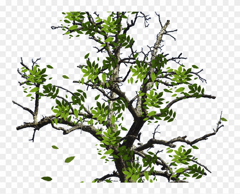 Tree With Green Leaves Isolated Object Png - Tree Branches With Leaves Png #1322600