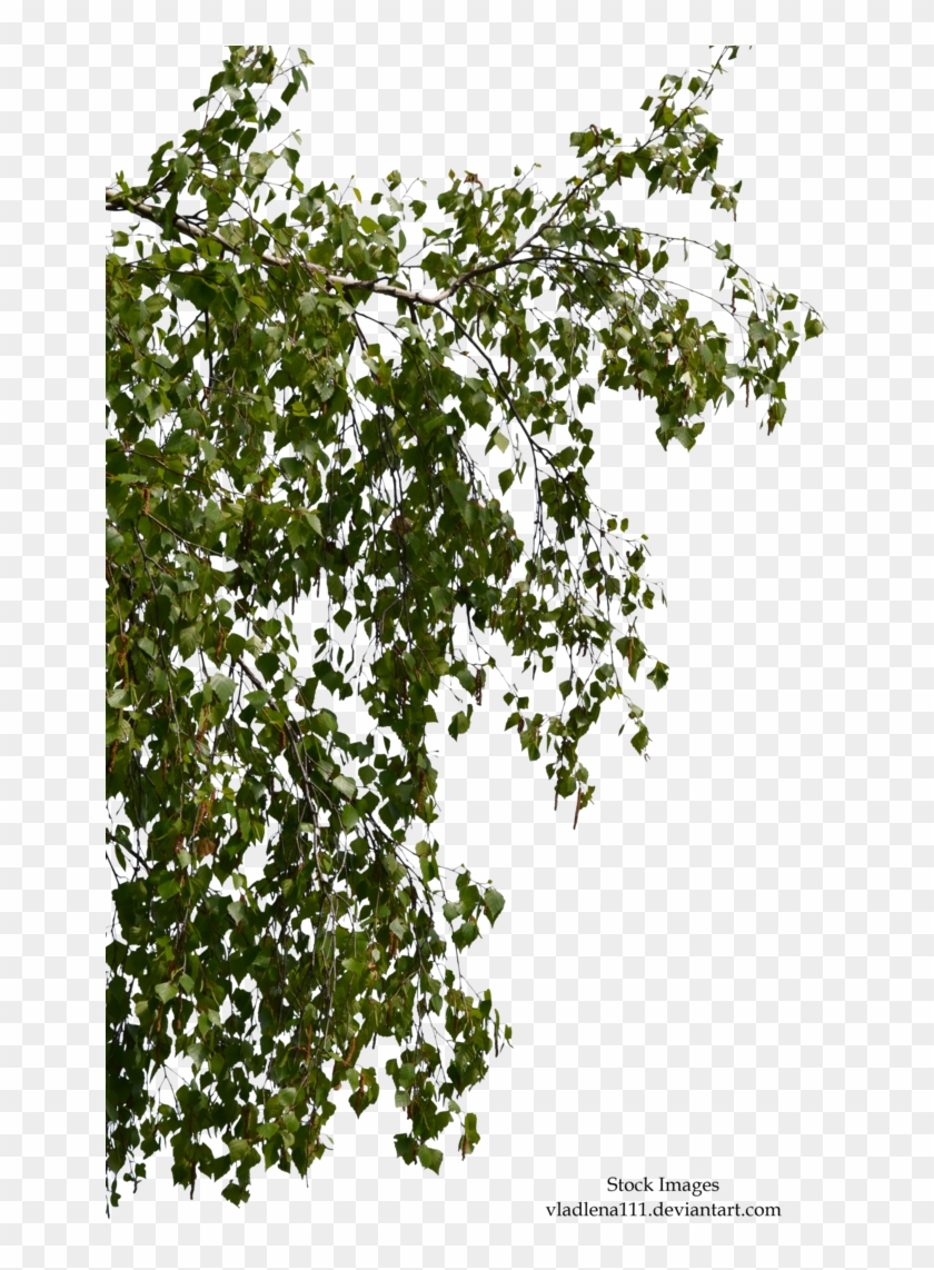 Birch Branches 2 By Vladlena111 - Foreground Branches Png #1322602