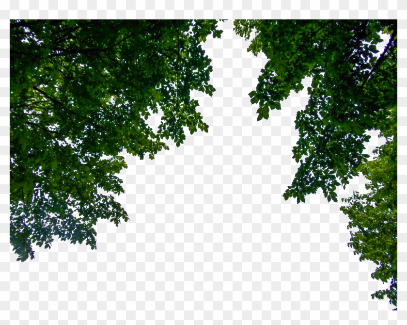 Aledjonesdigitalart Hanging Branches Png Stock 02 June - Hanging Branches Png #1322607