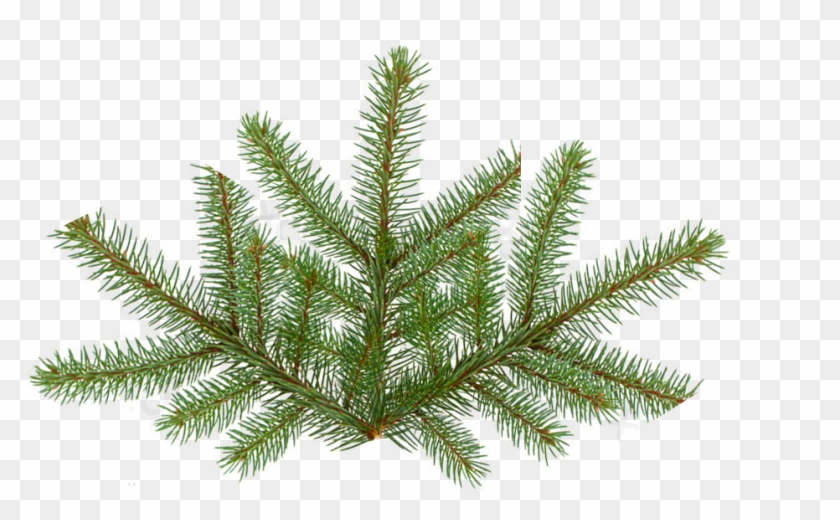 Pine Tree Branch Png - Spruce-pine-fir #1322609