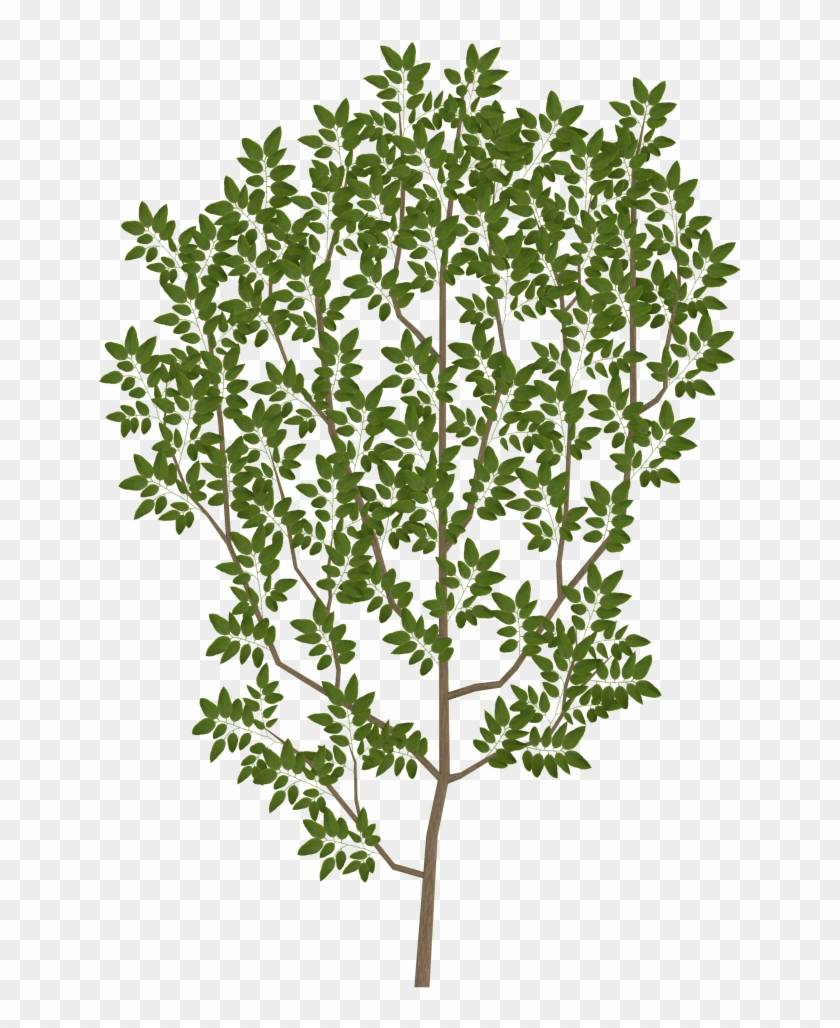Tree Branch Png Texture Images Pictures - Tree Branch Texture Png #1322610