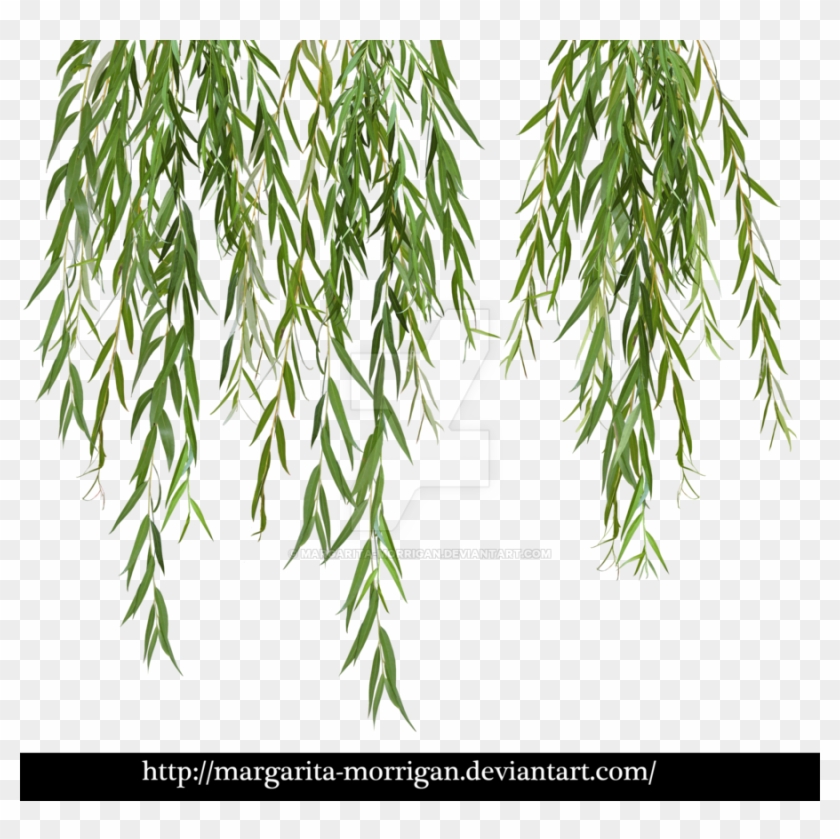 Willow Branches By Margarita-morrigan - Willow Tree Branch Png #1322615