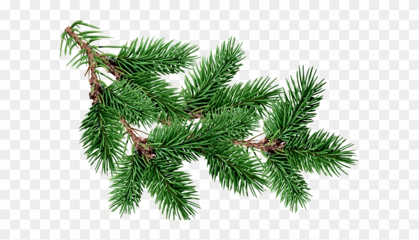 Fir-tree Png Image - Christmas Tree Branch Transparent #1322616