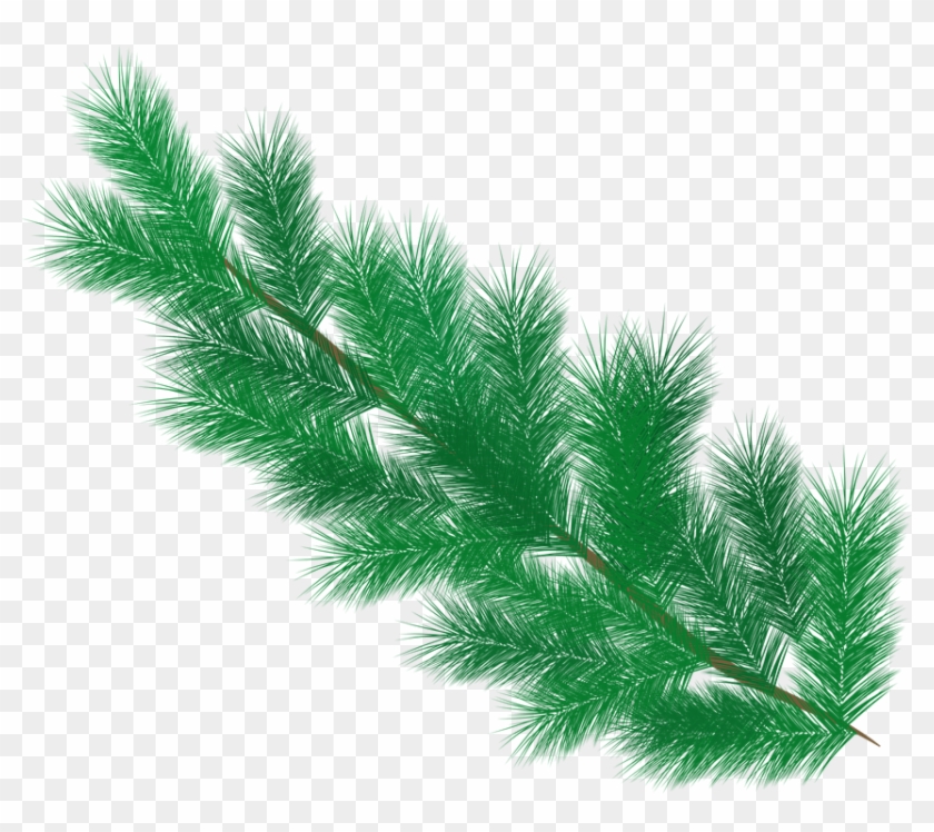 Pine Needles Png #1322617