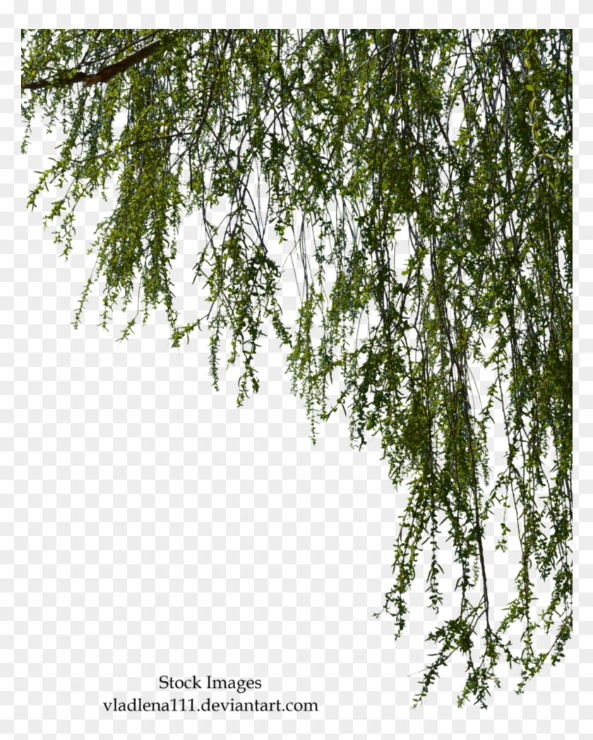 Free Tree Branch Png - Willow Tree Branch Png #1322621