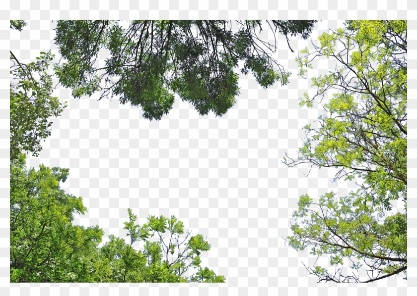 Tree Branch Png - Corner Ieaves By Evelivesey #1322625