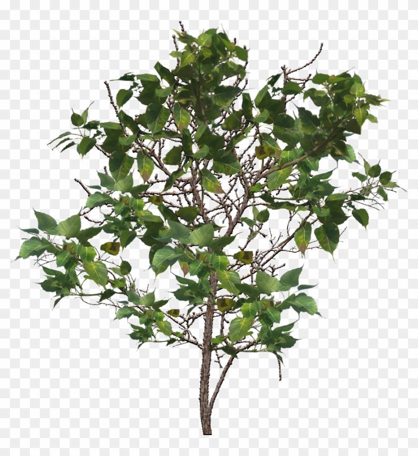 Tree Branch Png Image - Tree #1322629