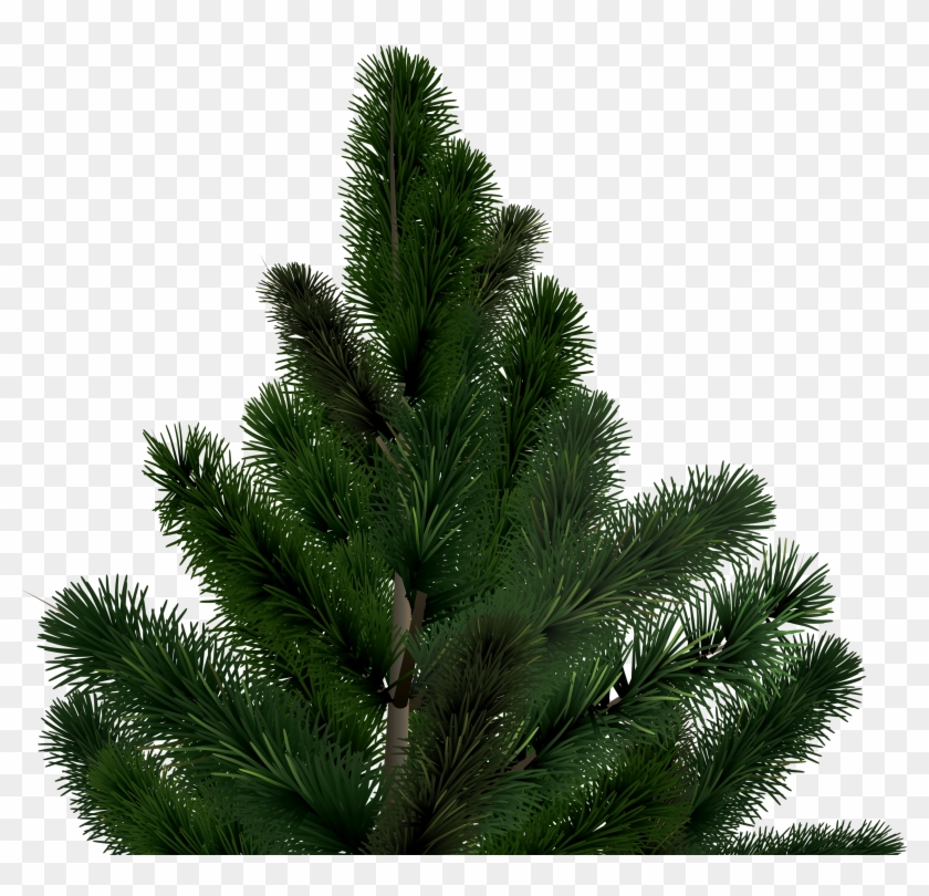 Fir-tree Png Image - Ель Png #1322631