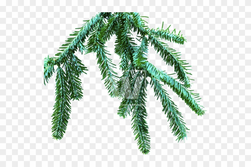 Spruce Branch Png - Spruce Branch Transparent #1322633
