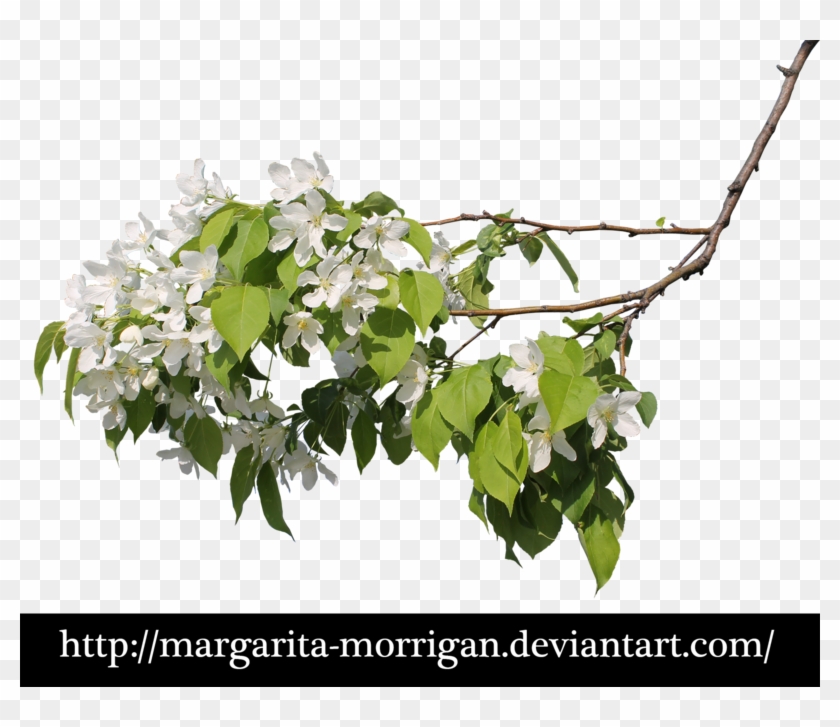 Jean52 14 3 Flowering Branch By Margarita-morrigan - Flowers On The Branches Png #1322637
