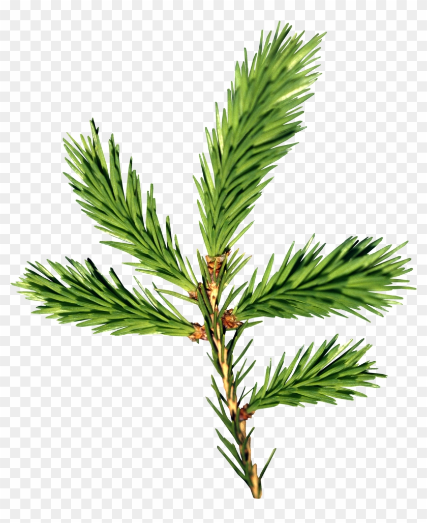 Fir-tree Png Image - Елка Ветка Png #1322643